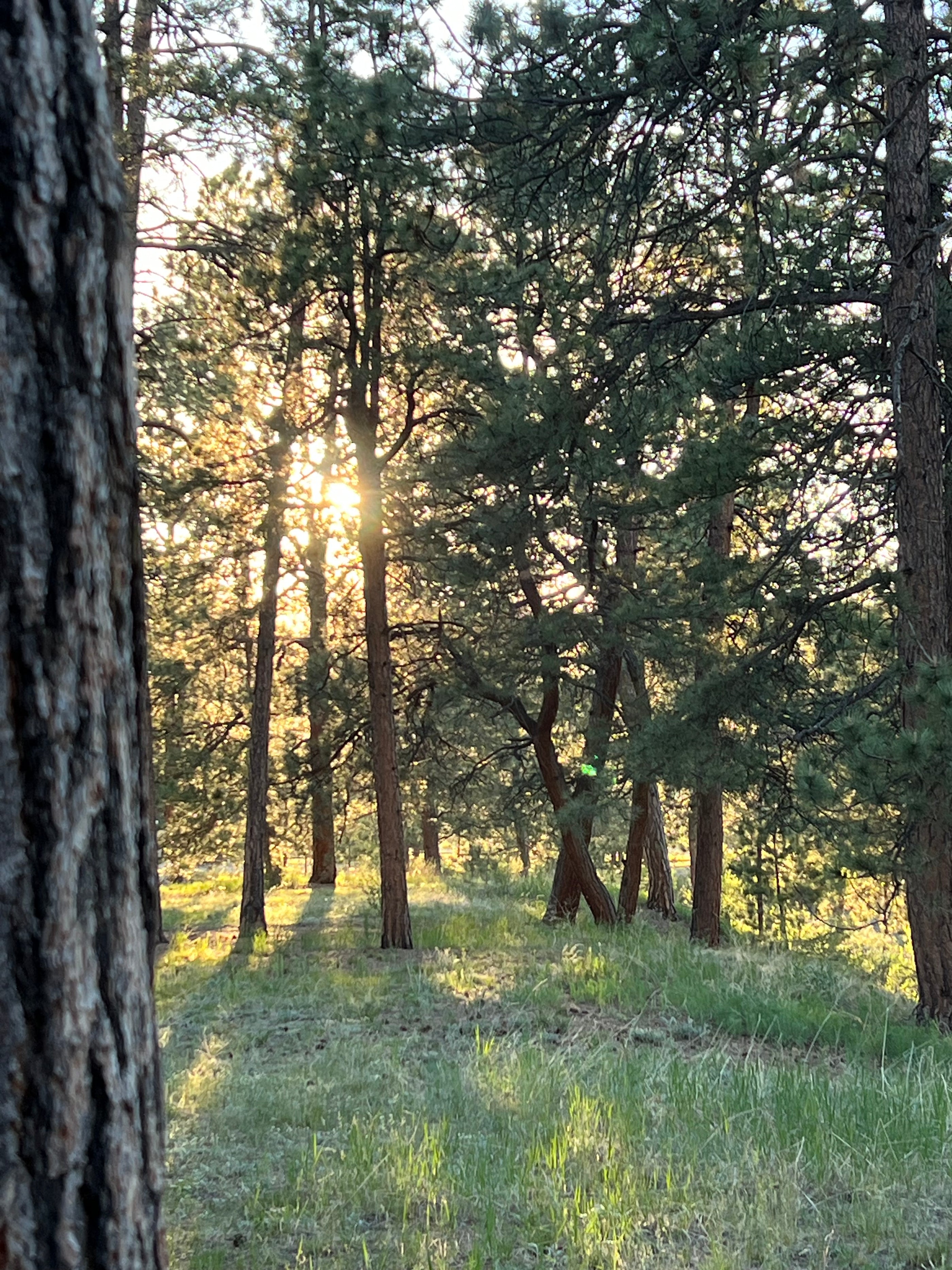 A peaceful picture of a forest with sun shining through the trees and grass in the foreground.